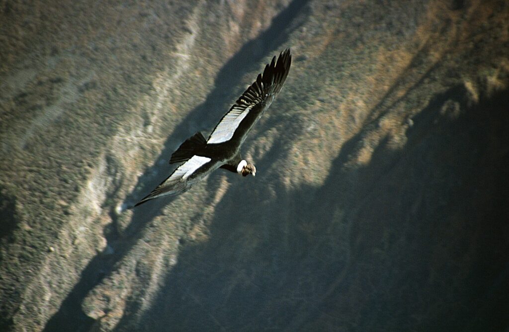Andean condor flying with open wings over the steep rocky walls of the Colca Canyon in the Arequipa region, Peru