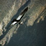 Andean condor flying with open wings over the steep rocky walls of the Colca Canyon in the Arequipa region, Peru